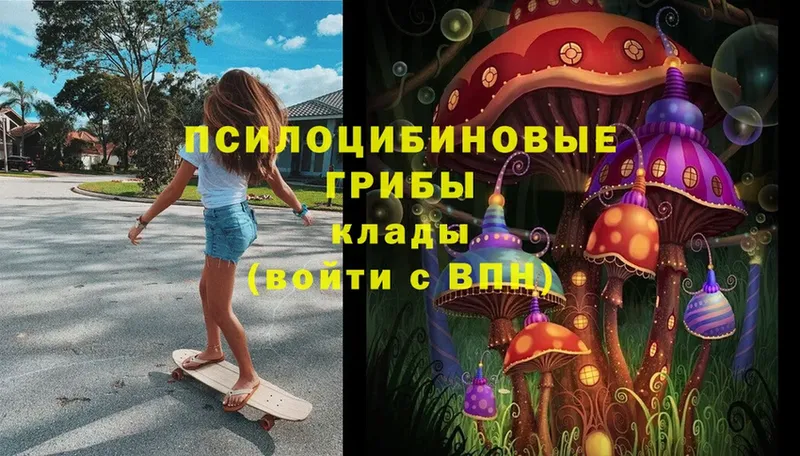 Псилоцибиновые грибы Cubensis  Горно-Алтайск 